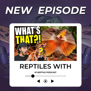 Can We Guess These RARE Reptiles From Australia? Have You Seen These Lizards | Reptiles With Podcast