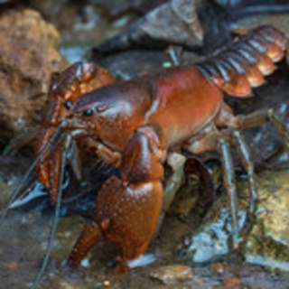 All About Crayfish with Zack Graham