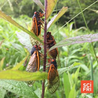 Science From Iowa’s Prairies | Planning To Go See Cicadas? Here’s What To Know