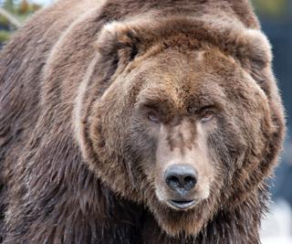 Handgun Cartridges for Bear Defense