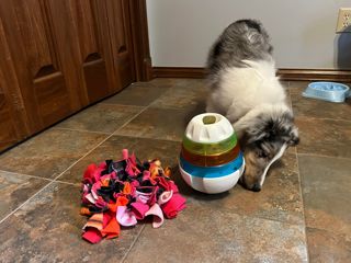 319: Essentials For Your New Puppy