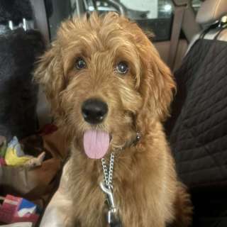 Teddy the groodle has been adopted!