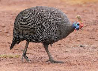 Guineafowl?
