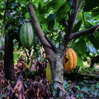 Why are forests in Liberia disappearing?