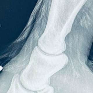 The 5 minute Knowledge Sessions - The Pastern Joint