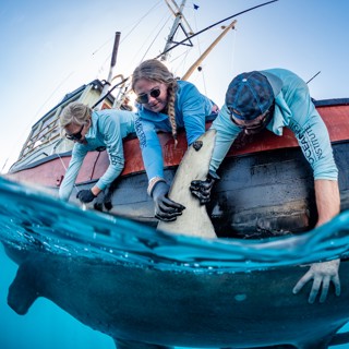 368 - Turning Passion into Purpose: Morgan Cleary's Unconventional Journey into Shark Research