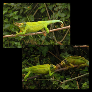 Ep 83: Kenyan Xantholophus Jackson's Chameleons