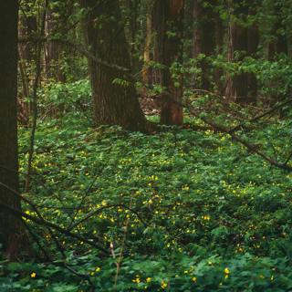 😴🍂🎵 Quality SLEEP thanks to the Sounds of the FOREST and Soothing MUSIC