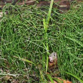 Episode 14: Equisetaceae (Horse-tail) Family of Plants closely related to the Ferns