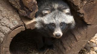 Ghosts of the Ice Age: Raccoon Dogs