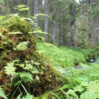 Norsk regnskog är en skattkammare full med lavar