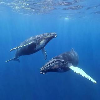 Humpback Whales Underwater Real Sounds. Song Of Whales. Deep Ocean ASMR Ambience