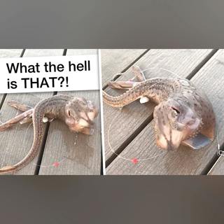 The Truth Behind the Viral "Alien" Creature of TikTok