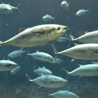 Tonfisken visar hur vi kan lämna vidare naturen till framtiden