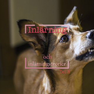 Inlärning och inlärningsteorier Del 3