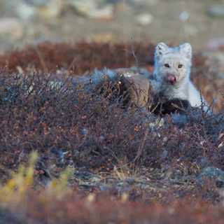 Grönlands polarrävar, myskoxar och smältande is