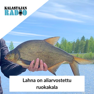 Lahna on aliarvostettu ruokakala