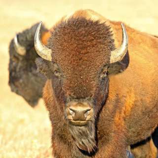 The Great Southern Buffalo Herd of 1872