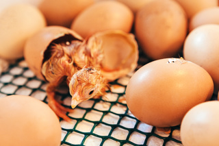 When to Stop Turning Chicken Eggs and Other Incubation Troubleshooting
