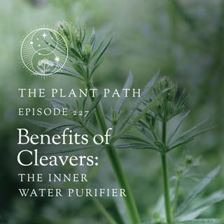 Benefits of Cleavers: The Inner Water Purifier