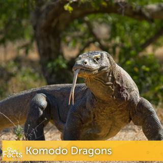 Fun Facts About Komodo Dragons