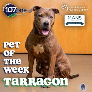 a2VV: HSHV Pet of the Week 4/30/26
