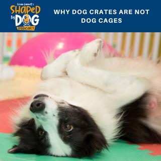 Why Dog Crates Are Not Dog Cages #30