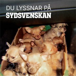 Därför har antalet smuggelvalpar exploderat