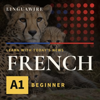 A1 French News | How Five Cheetah Cubs Survived a Difficult Start