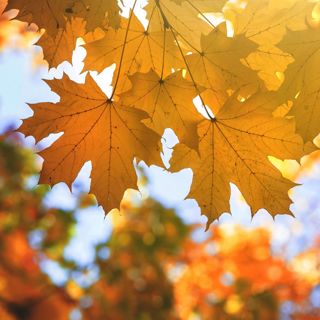 Late Autumn Wind - 10 Hours Sleep Sound