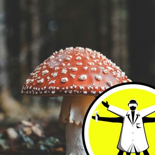 How fungi shape our world