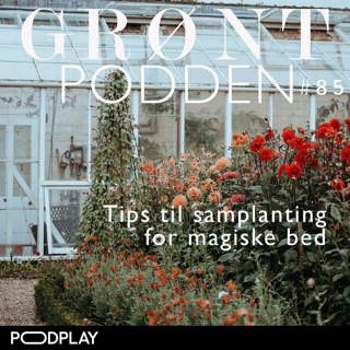 #85 Tips til samplanting for magiske bed