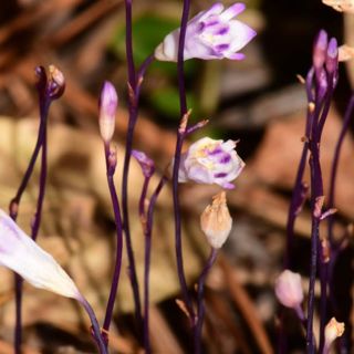 Mycoheterotrophy, Resurrection Plants, Orchid Biogeography