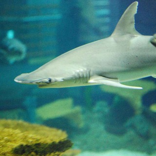 Facts: The Bonnethead Shark