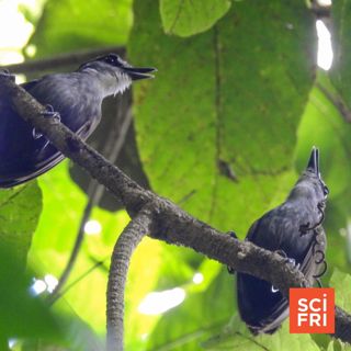 Crowdsourced Data Identifies 126 ‘Lost’ Bird Species
