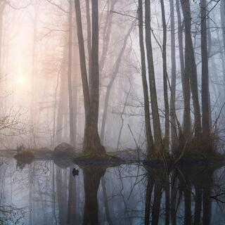 Why bogs are one of the planet’s most undervalued ecosystems
