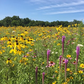 A Conversation with Kyle Lybarger from the Native Habitat Project