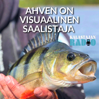 Ahven on visuaalinen saalistaja