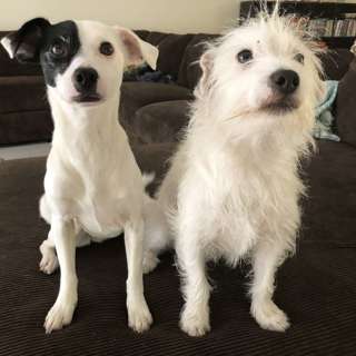 Dr Chris gives advice for Mark's amorous dogs!