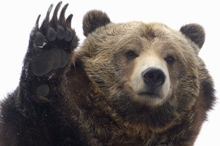 Podcast #210: Bear Mauling