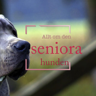 Allt om den seniora hunden