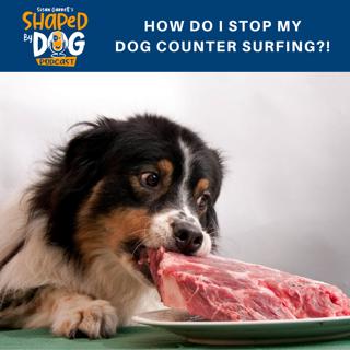 How Do I Stop My Dog Counter Surfing?! #33