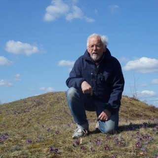 Lapplandsmyrens flyttfåglar
och beteslandskapets backsippa