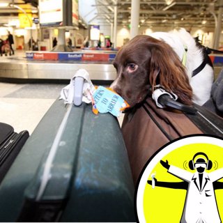 Does Airport Security Really Make Us Safer?