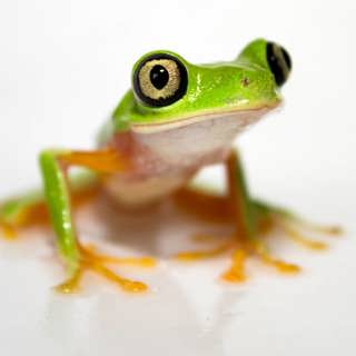 Självlysande djur och lemurlövgrodan som överlevde