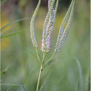 Episode 10: Rob Kretz from Prairie Moon Nursery in Winona, Minnesota with wild-type native plant seeds, How to Kill Your Lawn and Plant a Prairie, Veronicastrum virginicum (Culver's Root), Epigenetics, and Fire Management for Long Term Restoration
