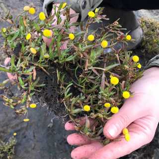 En sydafrikansk blomma på Öland och reseminnen som tar oss nästan jorden runt