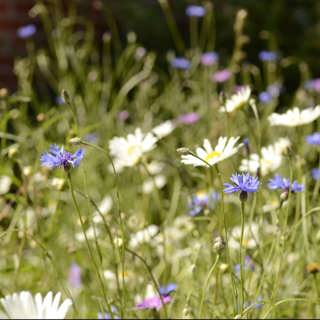 Betornas vilda släkting – och om vår växtblindhet
