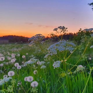 Calm Summer Night: Nightingale Song & Nature Sounds