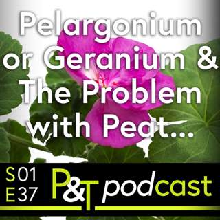 We Need to talk about Peat! Plus, Pelargonium or Geranium, What's the Difference?